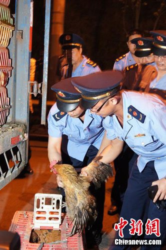　　5月8日凌晨，重慶市工商局執(zhí)法人員在該市包茂高速巴南收費(fèi)站對販運(yùn)活雞鴨來渝的經(jīng)營戶進(jìn)行檢查。中新網(wǎng)發(fā) 張燕 攝