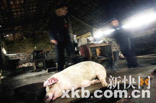 團伙日產(chǎn)數(shù)千斤病死豬肉疑用劇毒農(nóng)藥處理臭肉