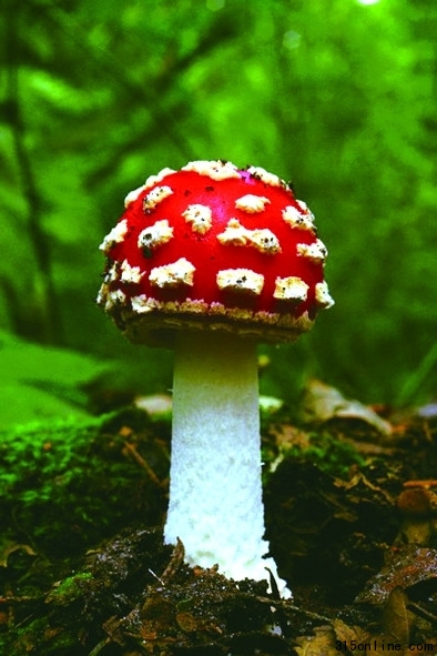 菜農(nóng)出售自采野蘑菇被阻拿回家自己吃毒死孫子