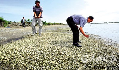 廣東近海生態(tài)破壞嚴重多種海產(chǎn)品重金屬超標