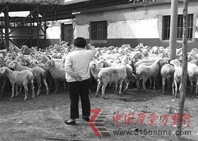 瘦肉精現(xiàn)身山東“肉羊第一鎮(zhèn)”檢測(cè)存執(zhí)法不嚴(yán)