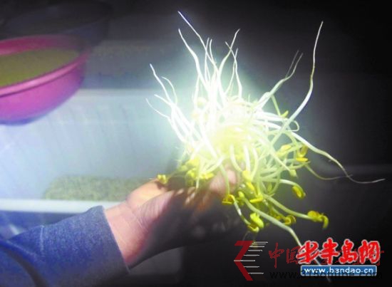 加了料的豆芽，又白又嫩還沒根。