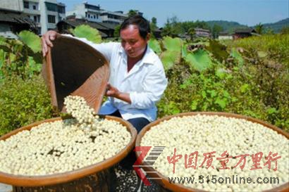 福建寧化縣的蓮農正在曬蓮子 福建寧化縣的蓮農正在曬蓮子
