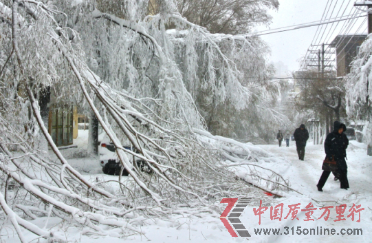 大雪把道路兩旁的樹木壓折了。包洪生攝