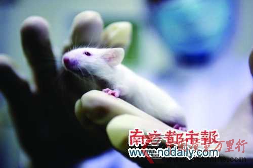 超適應(yīng)癥用藥屢禁不止試藥者成小白鼠