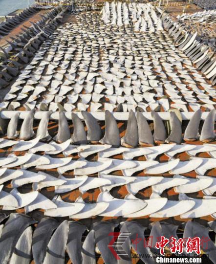 浙江市場(chǎng)1/3干魚(yú)翅鎘超標(biāo)中間商獲利數(shù)十倍